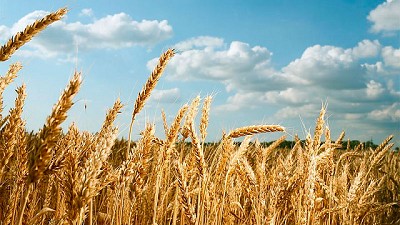 Estrategias para optimizar el cultivo del trigo