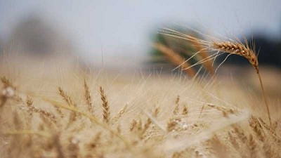 Presentan una herramienta para ajustar la fertilización