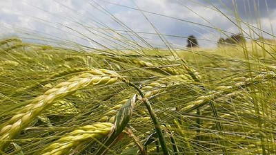 Militza INTA: nueva cebada con excelente potencial productivo