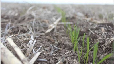 En Santa Fe, la soja tardía finalizó su ciclo y el trigo sumó superficie sembrada