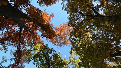 Comienza la época ideal para planificar una forestación