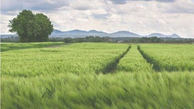 La nanotecnología y la inteligencia artificial podrían ser la clave para desbloquear el desafío de la seguridad alimentaria mundial