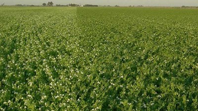 En legumbres de invierno, inocular es la practica con mayor retorno de inversión