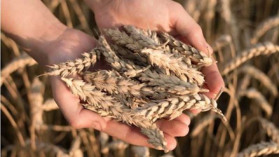 Trigo, entre los cultivos más exigentes y demandantes de nutrientes