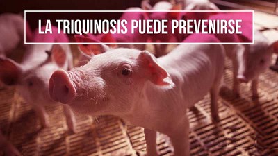 Recomendaciones para la prevención de la triquinosis en las personas
