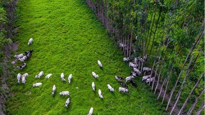 Sistemas forestales y carne carbono neutro: el futuro de la ganadería mundial