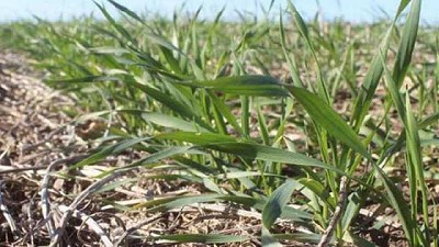 Condiciones favorables agilizan la implantación de cereales de invierno