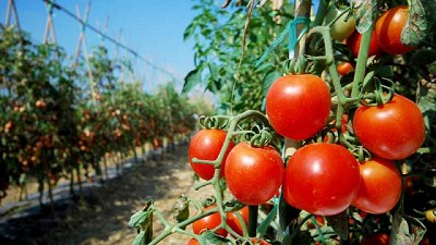 Autoridades argentinas indican que heladas impactarían los cultivos de tomates, maíz y locote