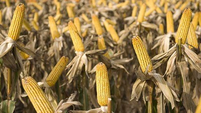 Agricultura estima una cosecha histórica que superará los 62 millones de toneladas de maíz y sorgo