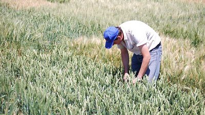 En Córdoba, la producción de trigo está certificada