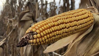 La producción de maíz de Estados Unidos es mayor a lo esperado