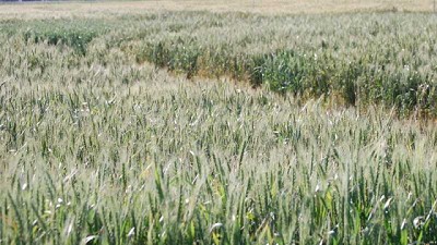 Evalúan un suero lácteo como biofertilizante