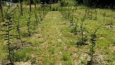 Promueven especies de forestales nativas en los bosques patagónicos