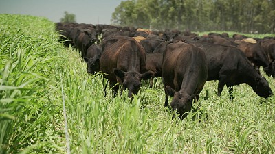 Sorgo 5.0: llegó la tecnología que revoluciona el biotipo forrajero. Mayor rendimiento. Menos malezas.