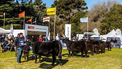 La Exposición Nacional Angus de Primavera se realizará en octubre en Tandil