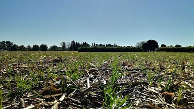 Con siembra finalizada en Córdoba, trigo y garbanzo desmejoran en su estado