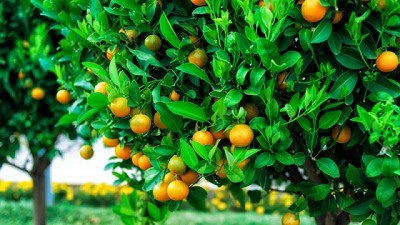 Aumenta la producción de naranjas en Argentina gracias a innovación
