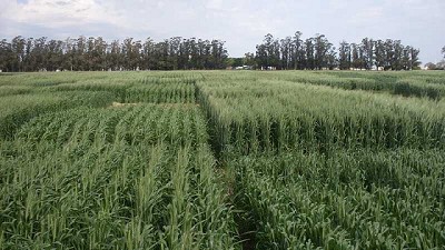 Trigo: evalúan la respuesta a fungicidas en diferentes variedades