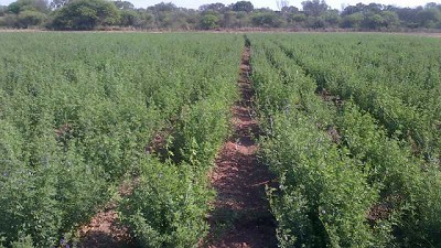 La alfalfa Salinera INTA ya está disponible