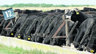 Ferrés: “Creo que Uruguay va a seguir creciendo en ganado terminado a corral”