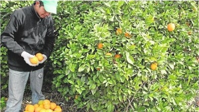 Los productores de cítricos están obligados a contratar en negro o a perder su producción