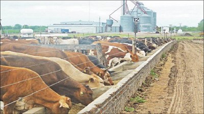 Feedlot: cómo manejar la alimentación para bajar costos