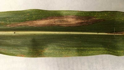 Estudian el hongo que causa el tizón foliar del maíz