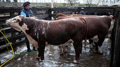 Consecuencias de cepos a la exportación: vacas de conserva obtuvieron en julio valores menores a los de enero de 2021