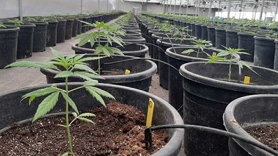 El INTA avanza en la investigación sobre cannabis medicinal