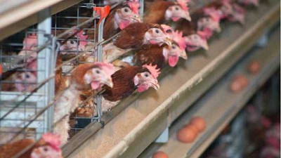 La UE incorpora la primera exigencia de bienestar animal en el acuerdo UE-Mercosur