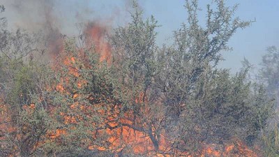 En un mapa, consolidan daños y riesgos de incendios con estrategias de regeneración