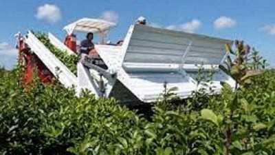 Hacia la mecanización: más de 4 mil hectáreas de yerba mate ya se cosechan con máquinas