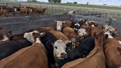 Mercado del ganado gordo retoma dinamismo