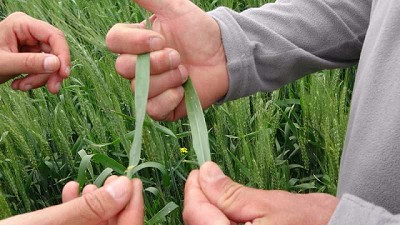 Cómo controlar enfermedades resistentes en trigo y cebada