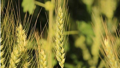 El zinc y los microorganismos mejoran el rendimiento del trigo