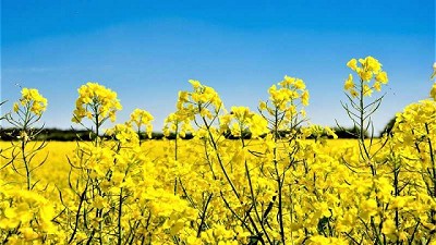 Situación agrícola: “No es el mejor momento, pero tampoco el peor”