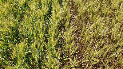 Trigo: terminó la siembra y es momento de concentrarse en prevenir enfermedades