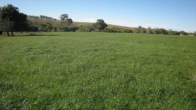 Bajó el área de semilleros de forrajeras en casi 18 mil hectáreas