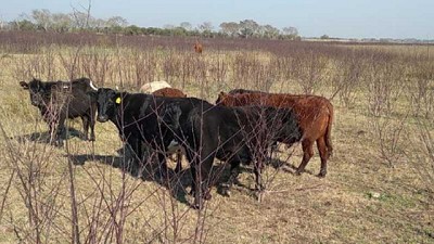 Ganadería de isla: anticiparse es clave para minimizar el impacto