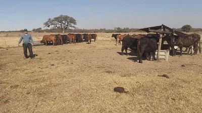 Un plan ganadero no tiene mucho sentido si están los mercados cerrados