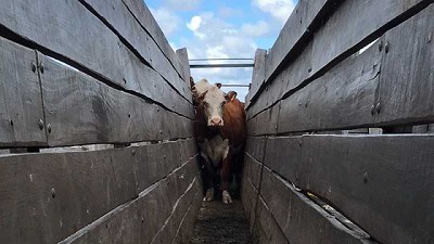 Caos en el puerto no afectó al mercado interno