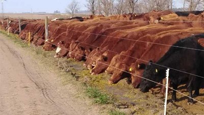 Logran márgenes agrícolas haciendo cría con pastoreo mecanizado