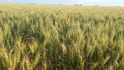 Los rendimientos en trigo estarán limitados por el déficit hídrico