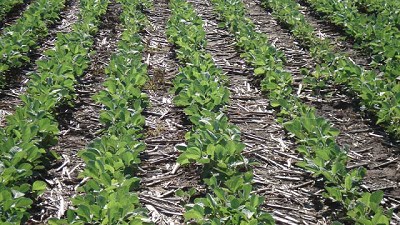 El tratamiento biológico de semillas gana protagonismo en la campaña de soja