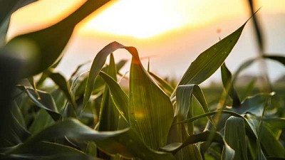 Las últimas innovaciones en fertilizantes: cómo optimizar la producción de maíz de cara a la próxima campaña