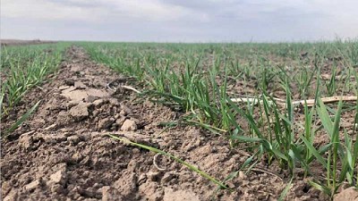 La falta de agua pone en jaque al rinde de trigo 21/22