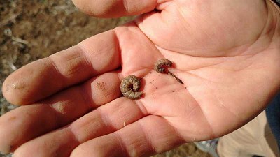 Tres opciones para que las orugas no les hagan un corte a los rindes