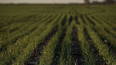 Una solución digital para el problema de las enfermedades en trigo y cebada