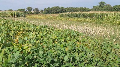 Evalúan el impacto de la fertilización fosfatada en secuencias agrícolas