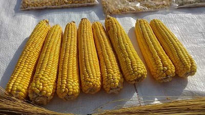 En Formosa, presentan una nueva variedad de maíz amarillo